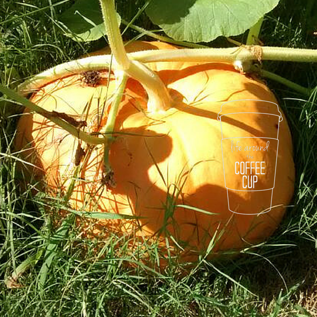 Life Around the Coffee Cup - Giant Pumpkin