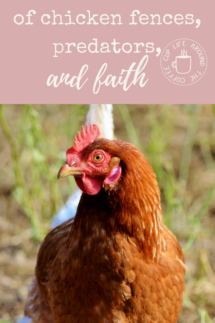 Of Chicken Fences, Predators, and Faith - Life Around the Coffee Cup - www.leahheffner.com